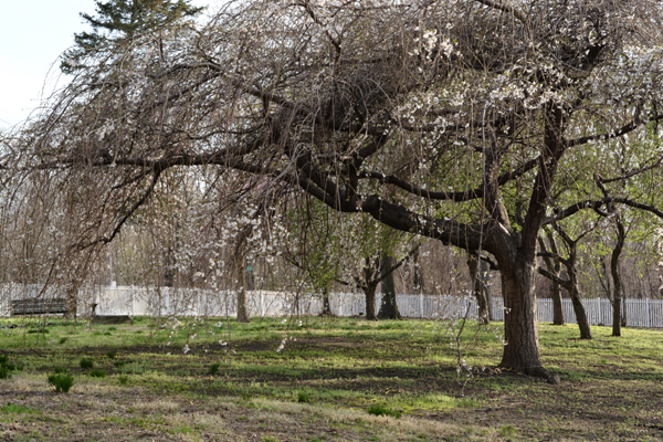 Tree flowering in April at Laurel Hill Mansion